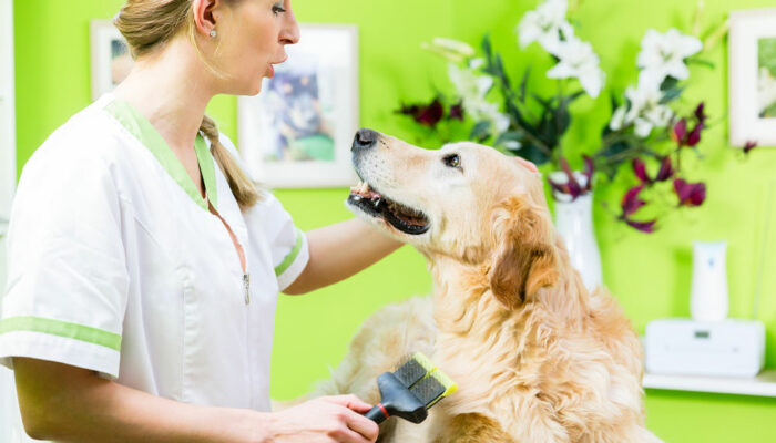 4 tips to manage flea and tick infestation in dogs