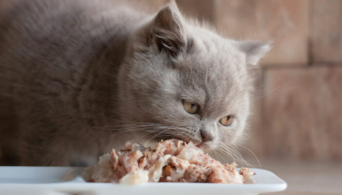 Top 5 cat foods that are recommended by vets