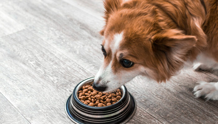 10 best dog food deals during Black Friday 2022