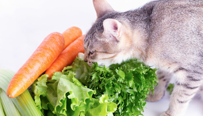 7 home foods that can be safely shared with cats