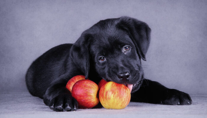 7 human foods that are safe and nutritious for dogs