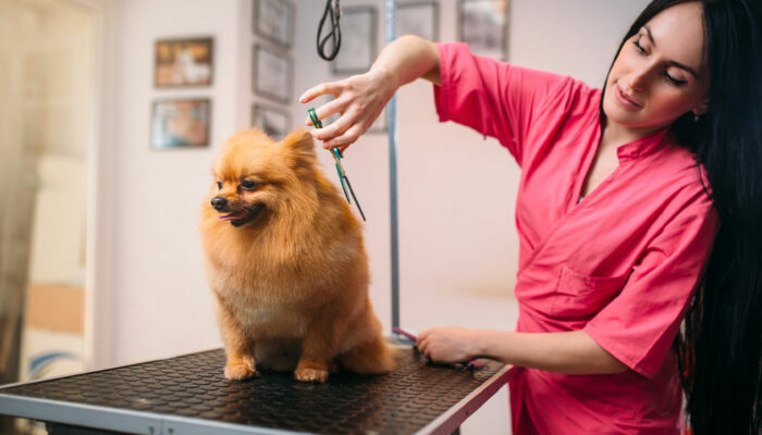 Everything to know about dog grooming programs