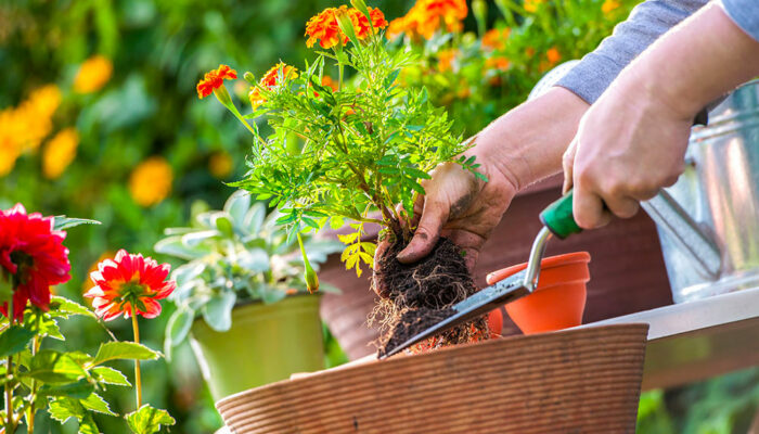 7 common gardening mistakes to avoid