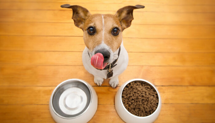 Top 10 Discounts to Expect on Dog Foods for Black Friday 2023