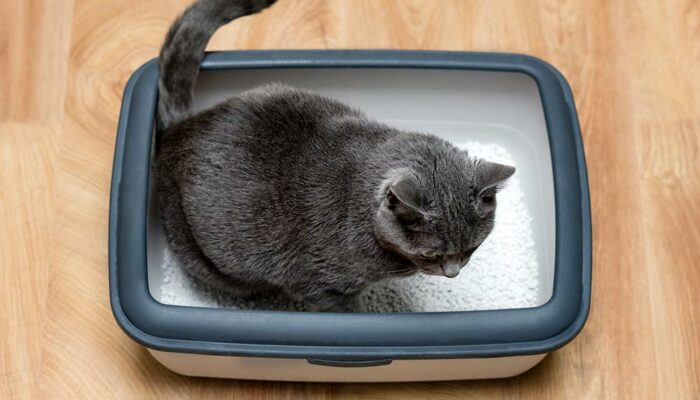 Top 5 ways to reintroduce cats to the litter box