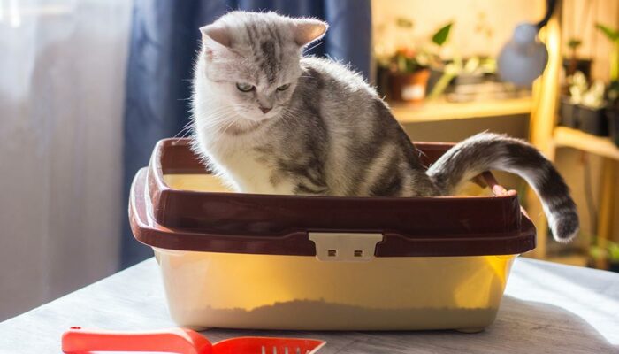 9 tips for toilet training a cat