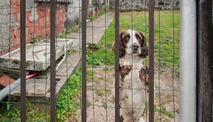 8 things to consider when choosing a pet fence system