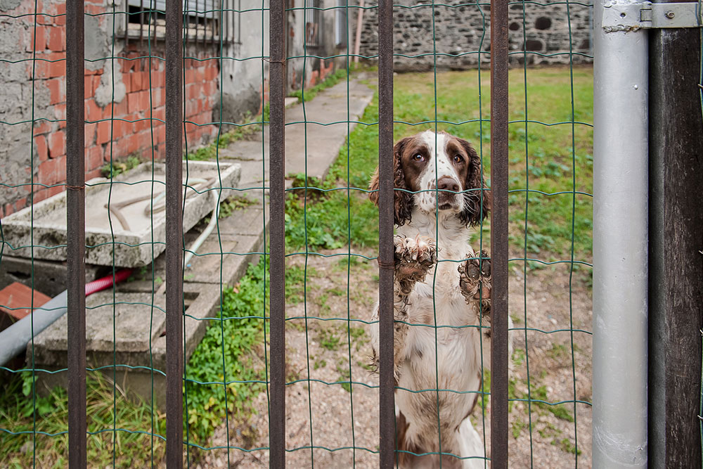 8 things to consider when choosing a pet fence system