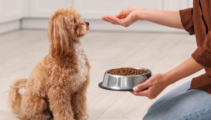 5 Best Dog Foods For Growing Puppies